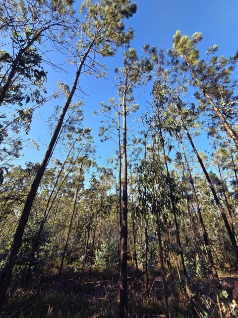 Terreno para Venda em Laundos
