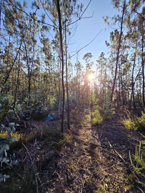 Terreno para Venda em Laundos