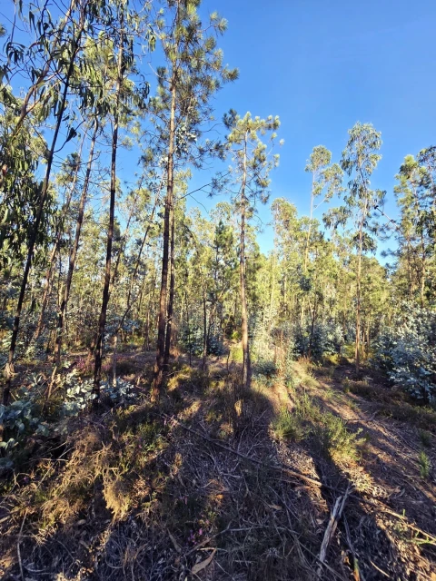 Terreno para Venda em Laundos