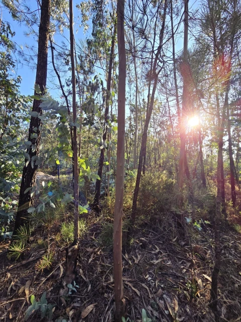 Terreno para Venda em Laundos