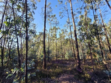 Terreno para Venda em Laundos
