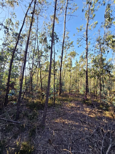 Terreno para Venda em Laundos