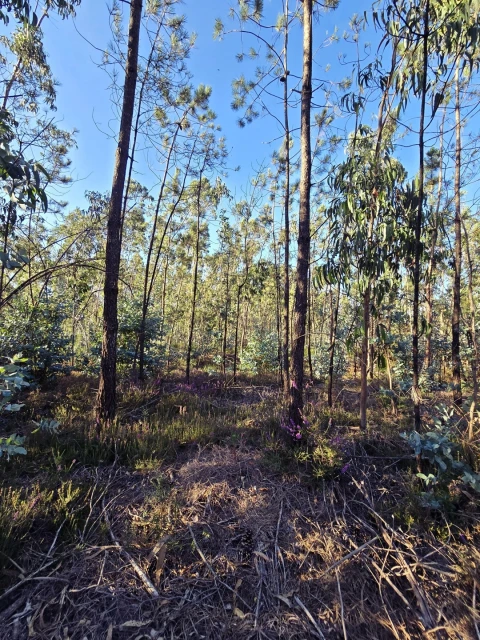 Terreno para Venda em Laundos