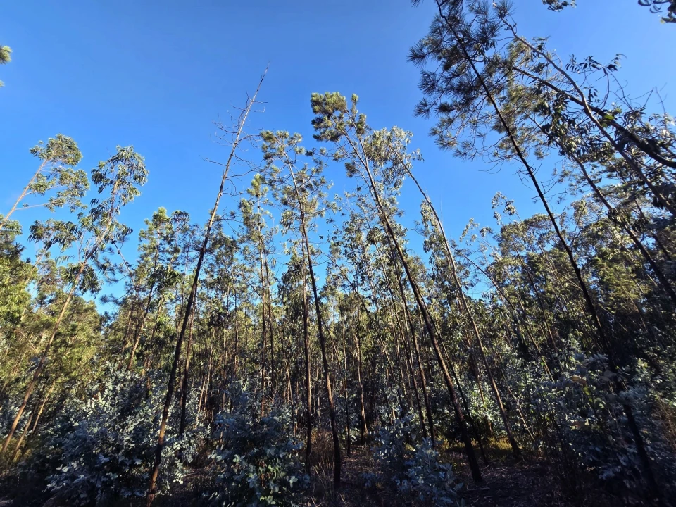 Terreno para Venda em Laundos Foto 2