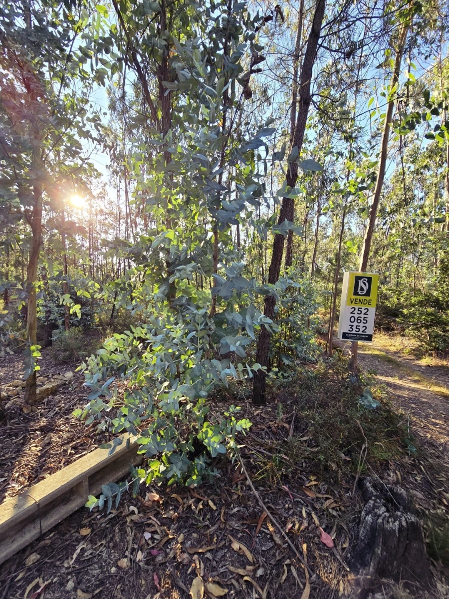 Terreno para Venda em Laundos Foto 6