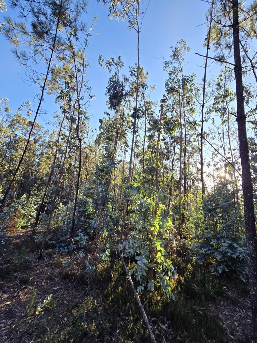 Terreno para Venda em Laundos Foto 5