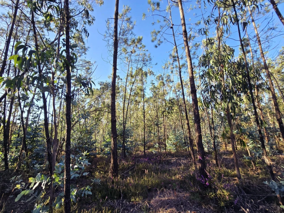 Terreno para Venda em Laundos Foto 1