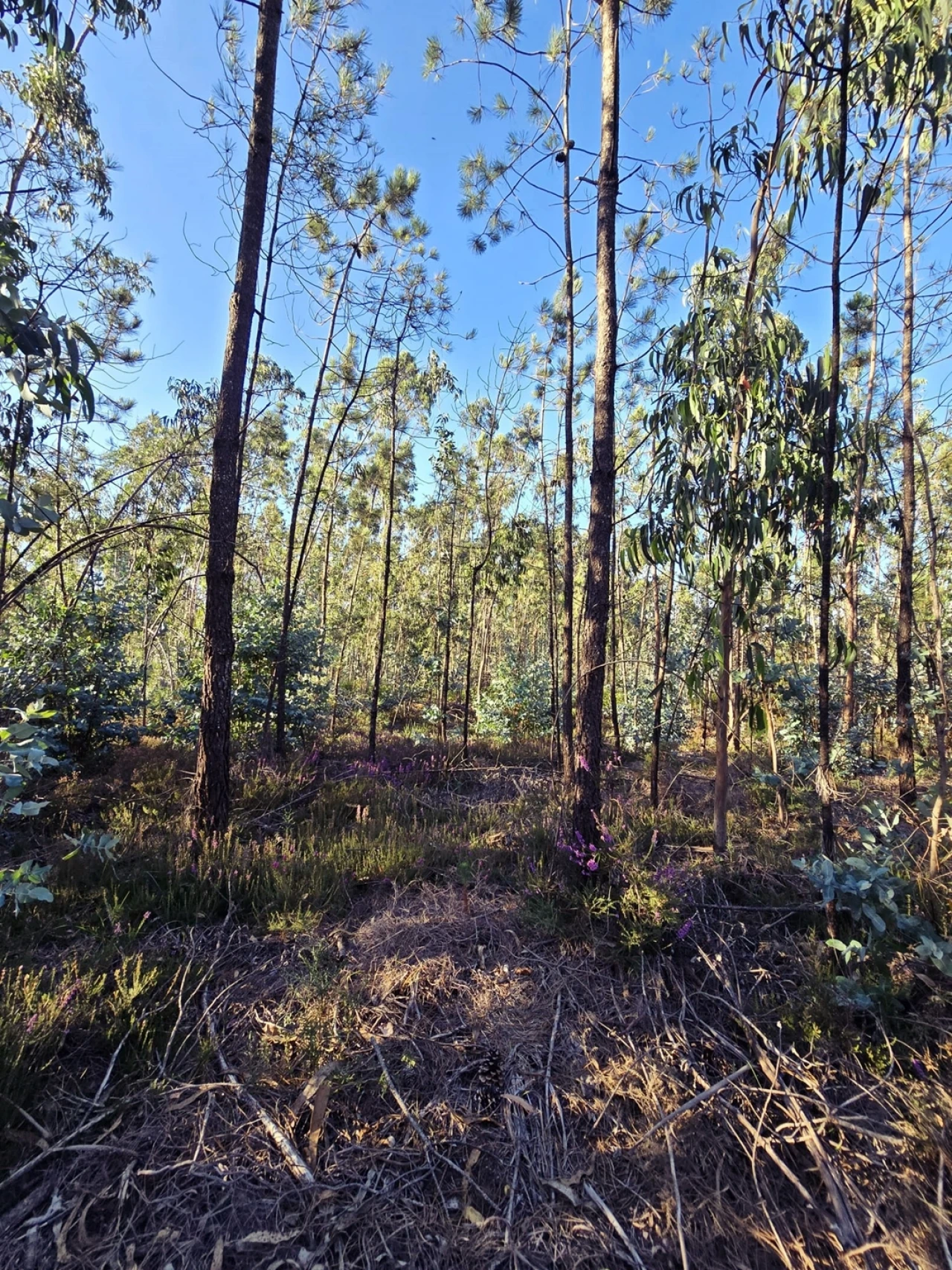 Terreno para Venda em Laundos Foto 11