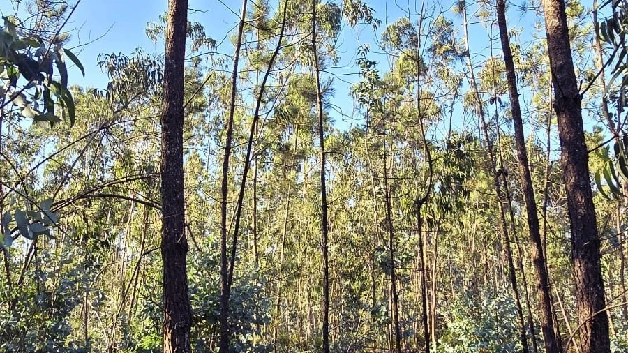Terreno para Venda em Laundos