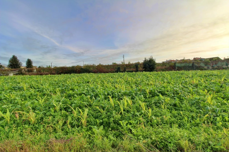 Terreno para Venda em Guilhabreu Foto 4