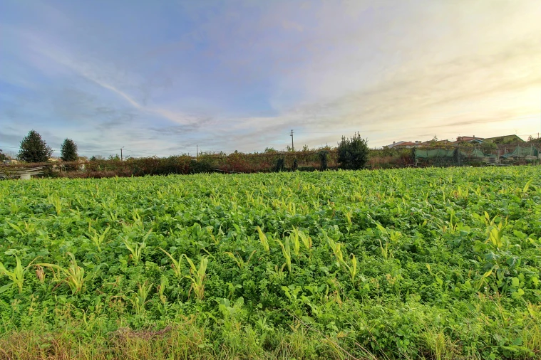 Terreno para Venda em Guilhabreu Foto 5