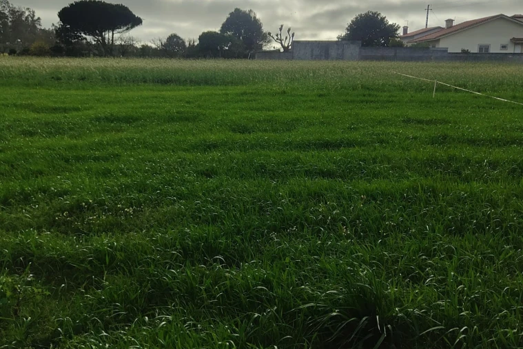 Terreno Agricola ou Rústico para Venda em Mindelo Foto 6