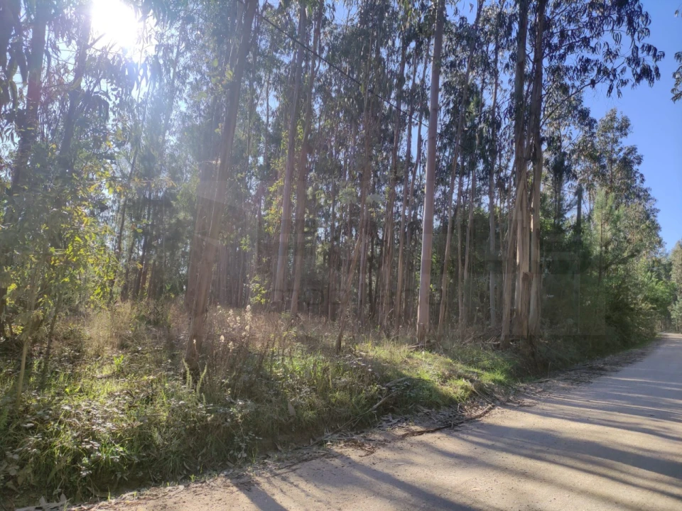 Quinta para Venda em Alquerubim Foto 7