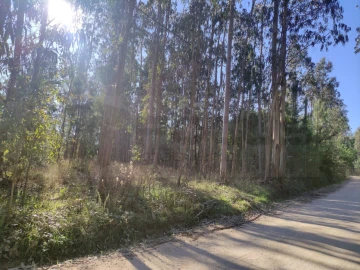 Quinta para Venda em Alquerubim