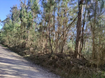 Quinta para Venda em Alquerubim