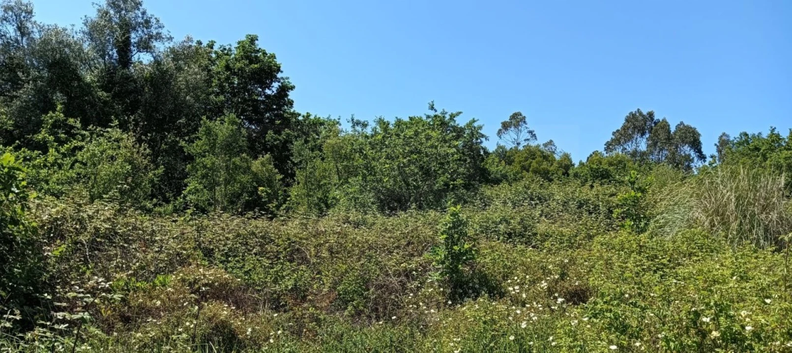 Terreno para Venda em Requeixo, Nossa Senhora de Fátima e Nariz Foto 7