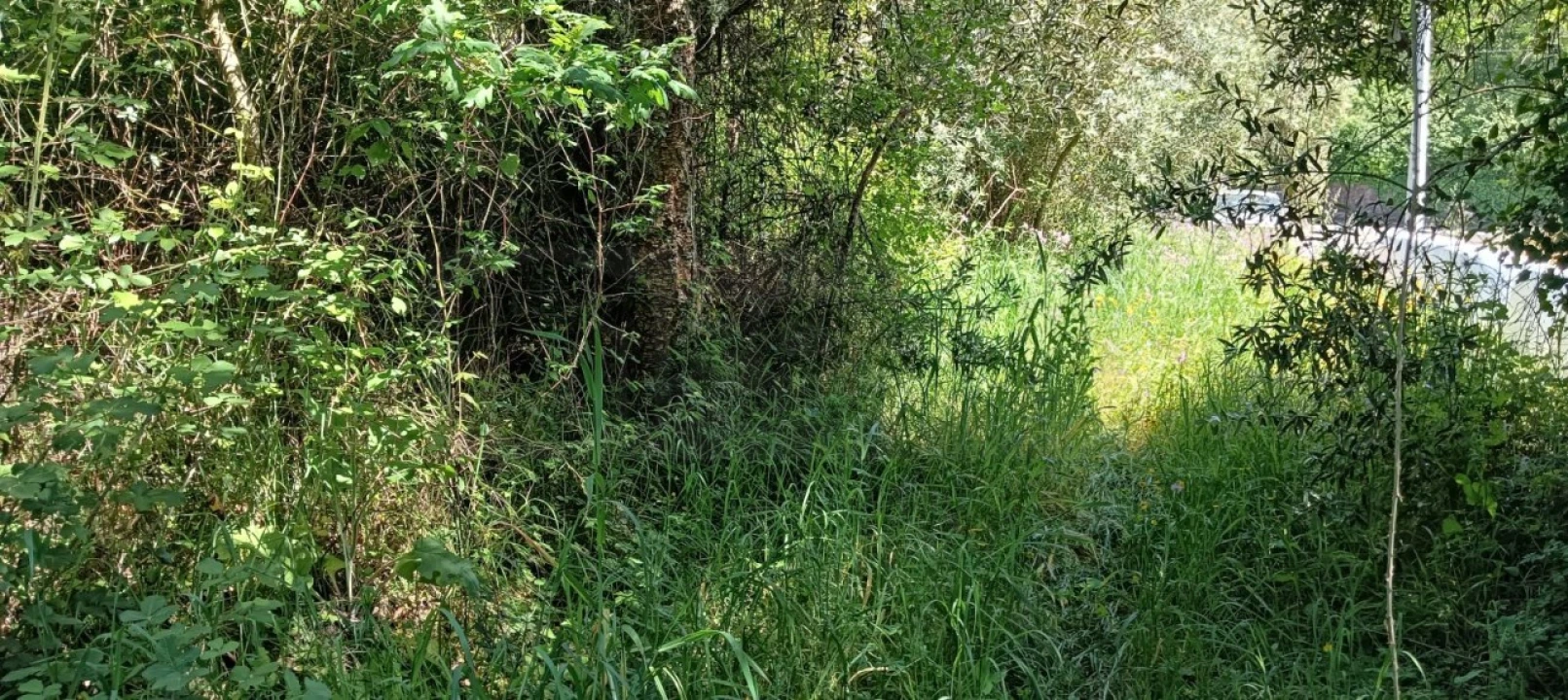 Terreno para Venda em Requeixo, Nossa Senhora de Fátima e Nariz Foto 8