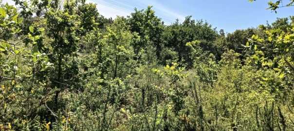 Terreno para Venda em Requeixo, Nossa Senhora de Fátima e Nariz