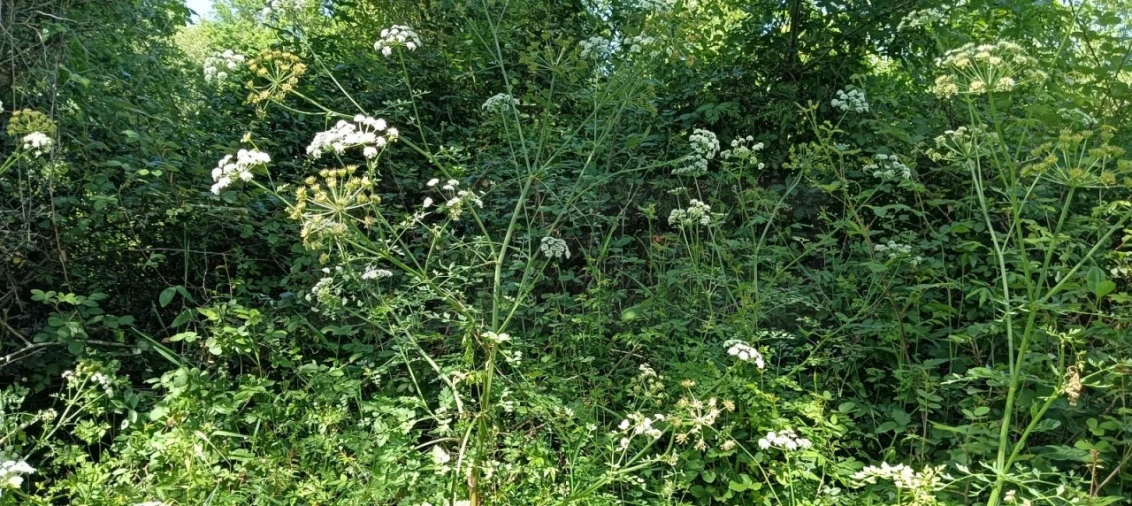Terreno para Venda em Requeixo, Nossa Senhora de Fátima e Nariz Foto 3