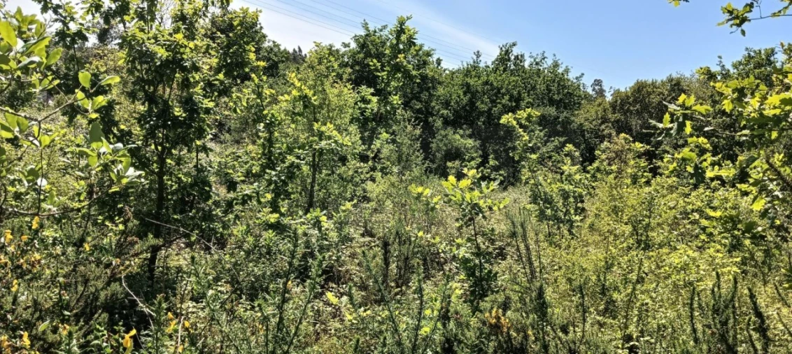 Terreno para Venda em Requeixo, Nossa Senhora de Fátima e Nariz Foto 6