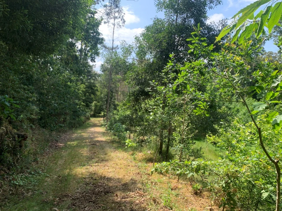 Terreno Agricola ou Rústico para Venda em Eixo e Eirol Foto 1