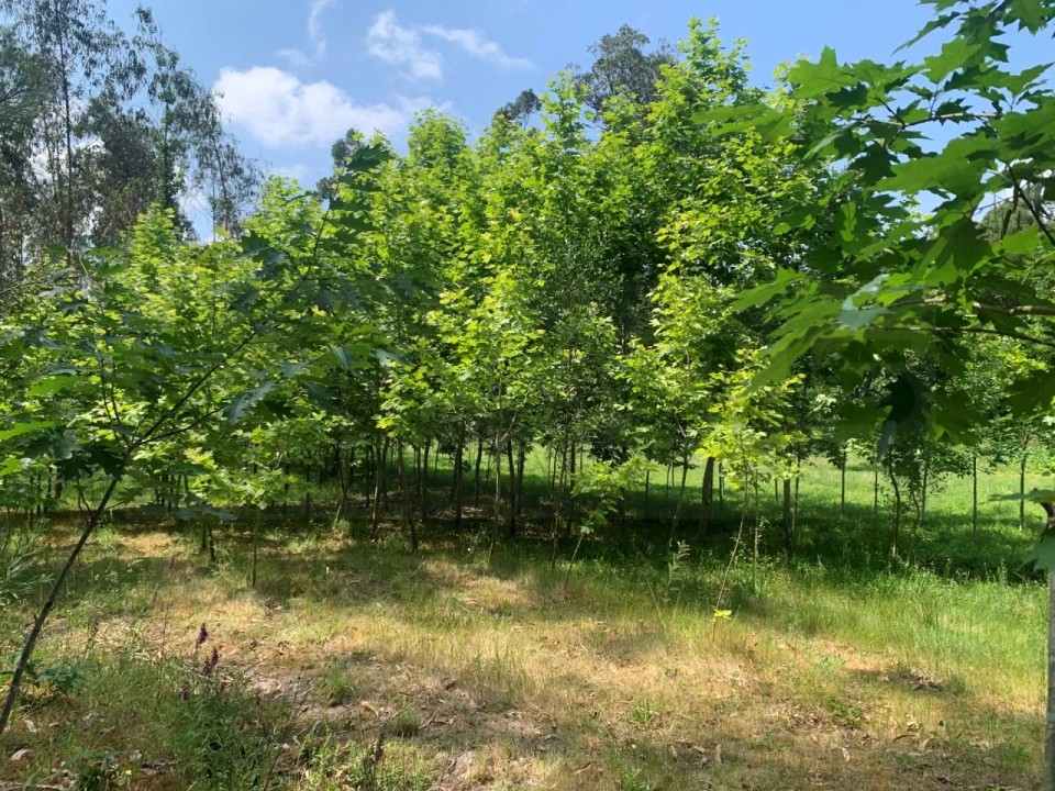Terreno Agricola ou Rústico para Venda em Eixo e Eirol Foto 8