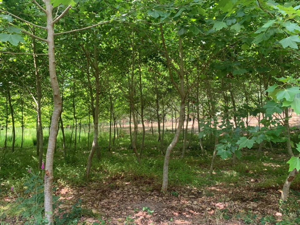 Terreno Agricola ou Rústico para Venda em Eixo e Eirol Foto 9