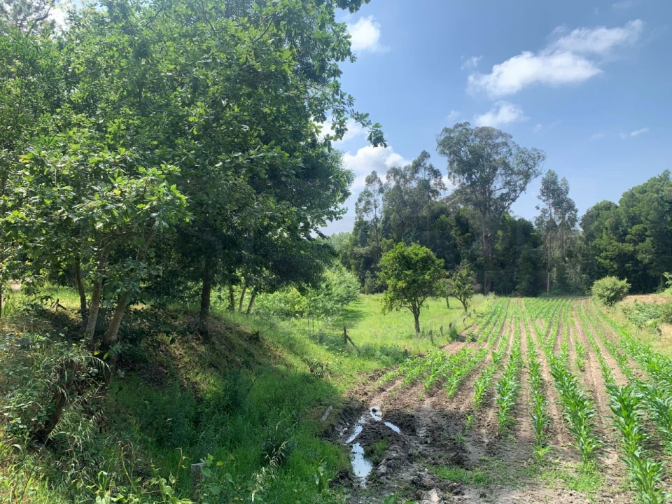 Terreno Agricola ou Rústico para Venda em Eixo e Eirol Foto 13