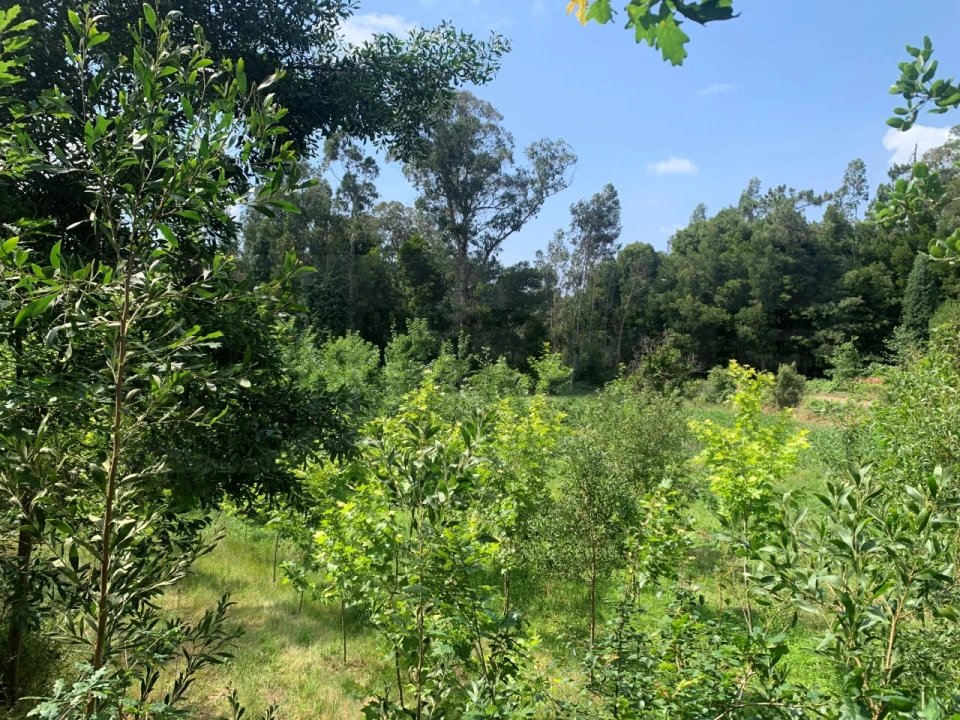 Terreno Agricola ou Rústico para Venda em Eixo e Eirol Foto 14