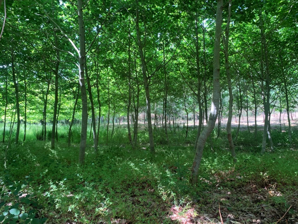 Terreno Agricola ou Rústico para Venda em Eixo e Eirol Foto 19