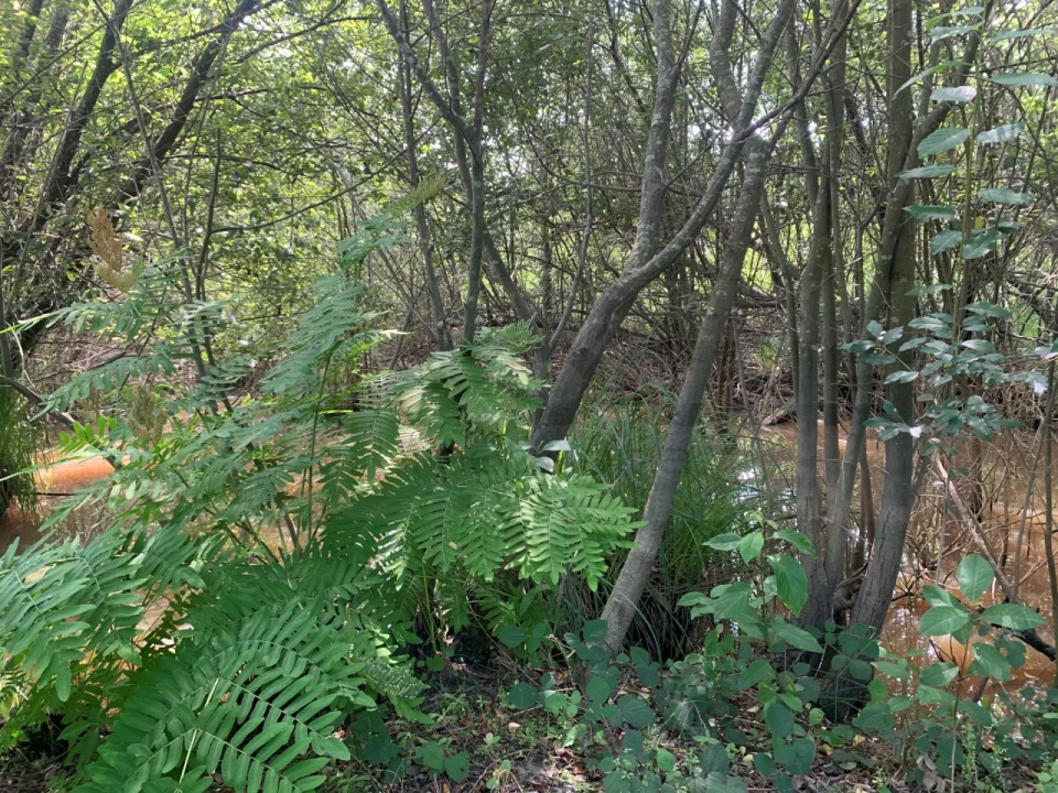 Terreno Agricola ou Rústico para Venda em Eixo e Eirol Foto 6