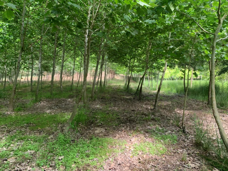 Terreno Agricola ou Rústico para Venda em Eixo e Eirol Foto 21