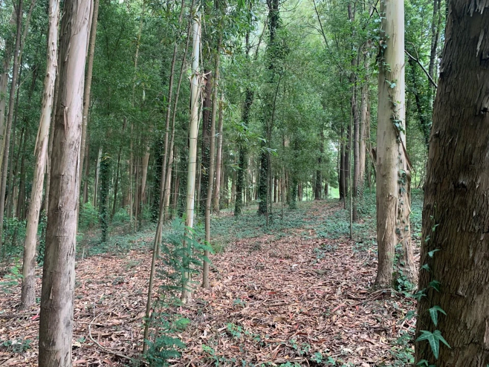 Terreno Agricola ou Rústico para Venda em Eixo e Eirol Foto 25