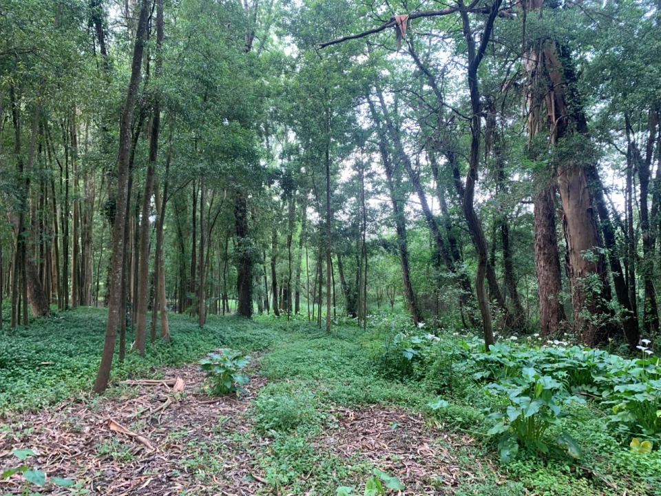 Terreno Agricola ou Rústico para Venda em Eixo e Eirol Foto 27