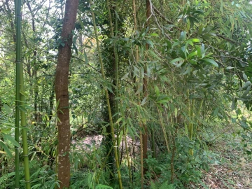 Terreno Agricola ou Rústico para Venda em Eixo e Eirol