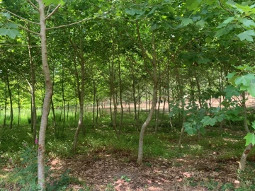 Terreno Agricola ou Rústico para Venda em Eixo e Eirol