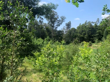 Terreno Agricola ou Rústico para Venda em Eixo e Eirol