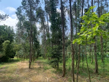 Terreno Agricola ou Rústico para Venda em Eixo e Eirol