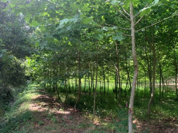 Terreno Agricola ou Rústico para Venda em Eixo e Eirol