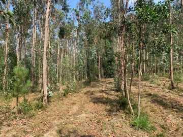 Terreno Agricola ou Rústico para Venda em Eixo e Eirol