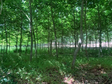 Terreno Agricola ou Rústico para Venda em Eixo e Eirol