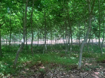 Terreno Agricola ou Rústico para Venda em Eixo e Eirol