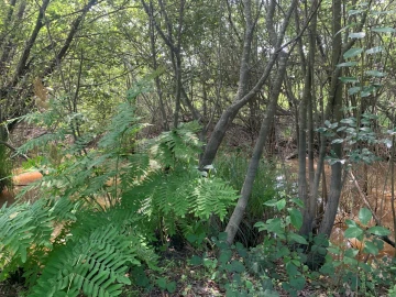 Terreno Agricola ou Rústico para Venda em Eixo e Eirol