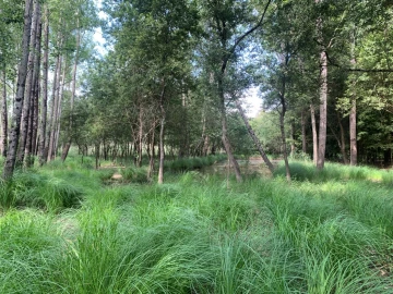 Terreno Agricola ou Rústico para Venda em Eixo e Eirol