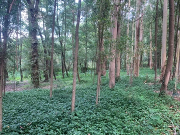 Terreno Agricola ou Rústico para Venda em Eixo e Eirol