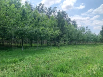 Terreno Agricola ou Rústico para Venda em Eixo e Eirol