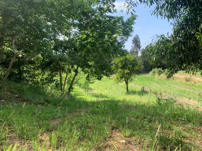 Terreno Agricola ou Rústico para Venda em Eixo e Eirol Foto 11