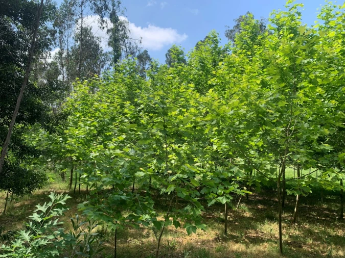 Terreno Agricola ou Rústico para Venda em Eixo e Eirol Foto 15