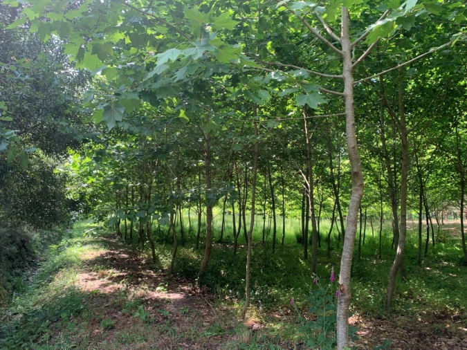 Terreno Agricola ou Rústico para Venda em Eixo e Eirol Foto 16