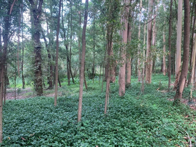 Terreno Agricola ou Rústico para Venda em Eixo e Eirol Foto 23